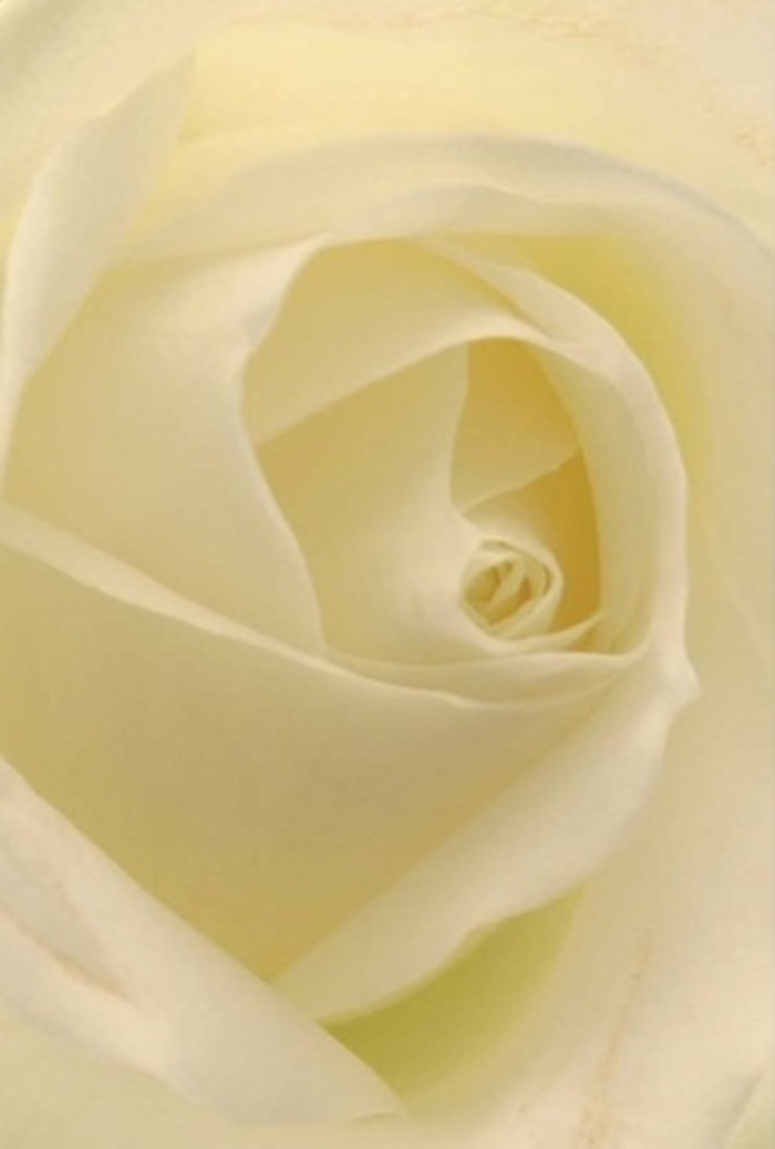 A close perspective reveals the harmonious layering of a classic white rose, its petals unfurling in a display of refined elegance that echoes Aldershot's history and peaceful gardens. The creamy tones glide seamlessly from petal to petal, their gentle matte texture gleaming in the kind of soft, indirect light often seen filtering into local florists' shops. Each fold gently narrows towards the immaculate center, forming a spiral that embodies purity and resilient grace. The interplay of shadow and soft white offers tranquil sophistication-a reflection of special occasions, be they intimate gatherings or poignant farewells, happening across Aldershot. This rose is crafted with intention, designed to mark life's most significant events-whether as a centrepiece at a wedding near Manor Park, a quiet gesture of apology, or a timeless emblem of admiration. The barely detectable fragrance wafts through the imagined air, lending a clean, soothing aura-always appropriate, always sincere, as expected from Aldershot's finest florists. Subtle and full of emotion, the rose is an elegant answer to any heartfelt moment.